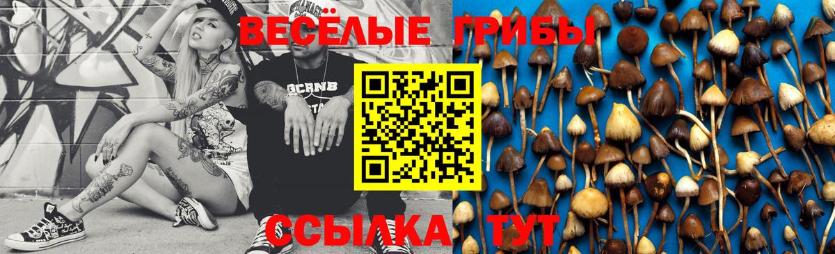 Галлюциногенные грибы Cubensis  как найти закладки  Бердск  Вход с VPN 